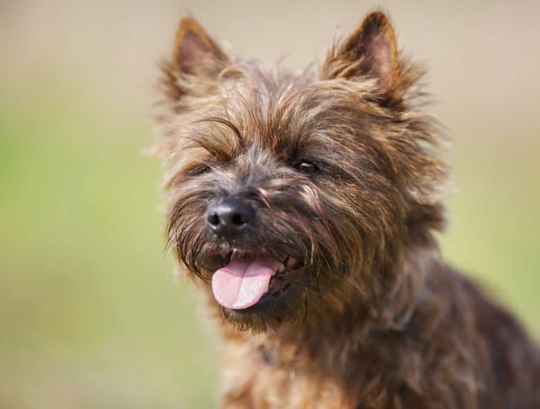 Cairn Terrier Chihuahua Mix Images